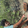 TANISH KOLI