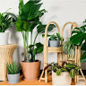 CANVAS PLANT-TRICKS FOR GROWING PLANTS