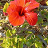 Rosa VIP