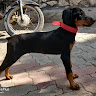 Doberman Lovers
