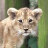 Lioness