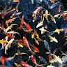 Ornamental Fish Farm Malayalam