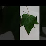 NATURARTES NATURARTES