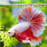 Fish Tech Kerala