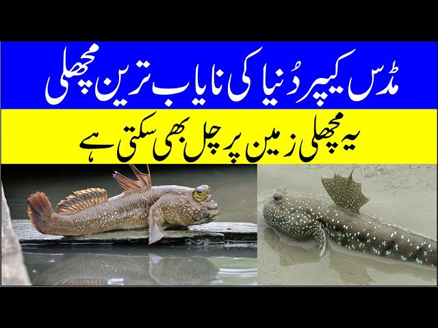 World Most Rare and Amazing Mudskipper Fish