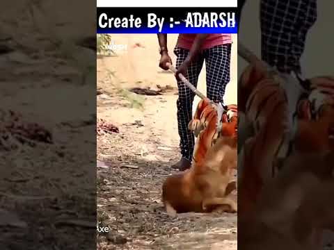 prank on dog ?| prank on animal 2021 | funny prank 2021 | new prank on india 2021|