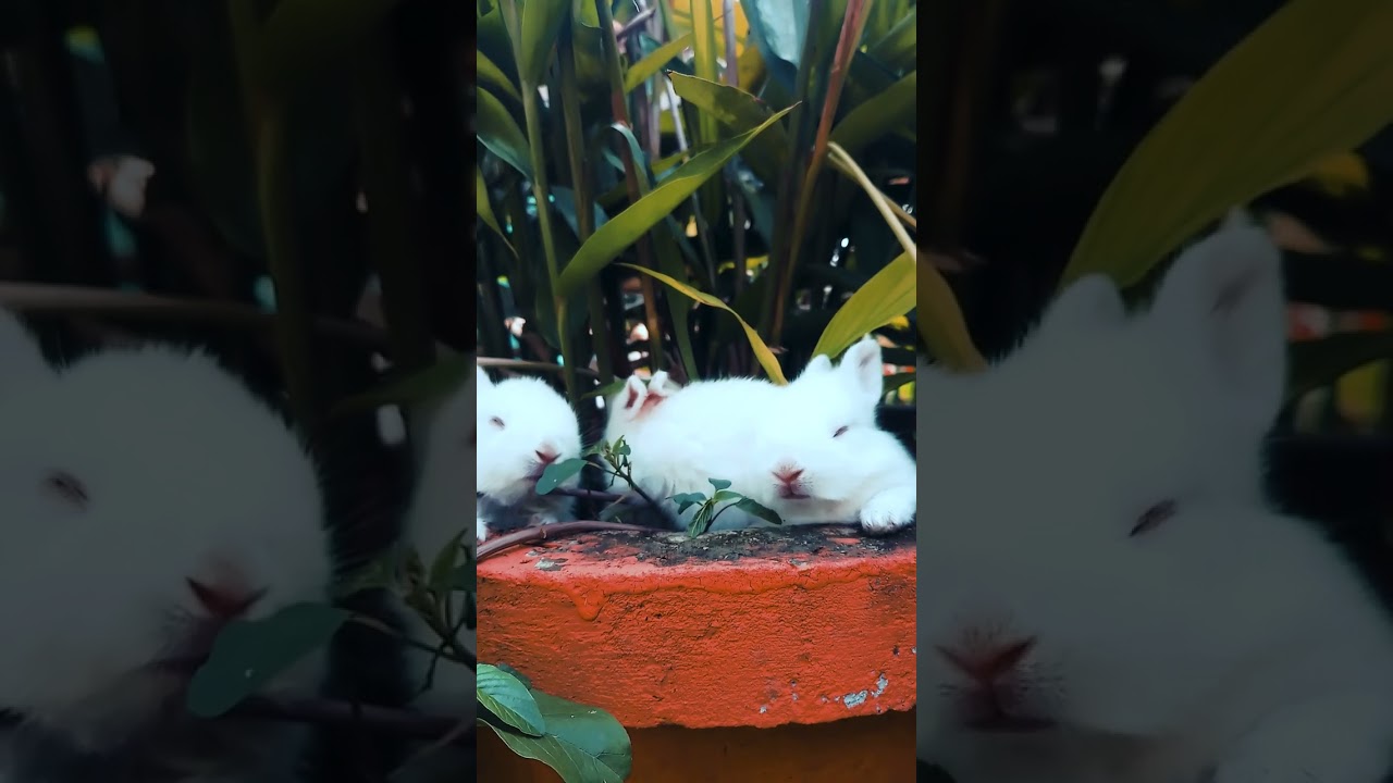 Rabbit are eating funny moments -Icon Tube.