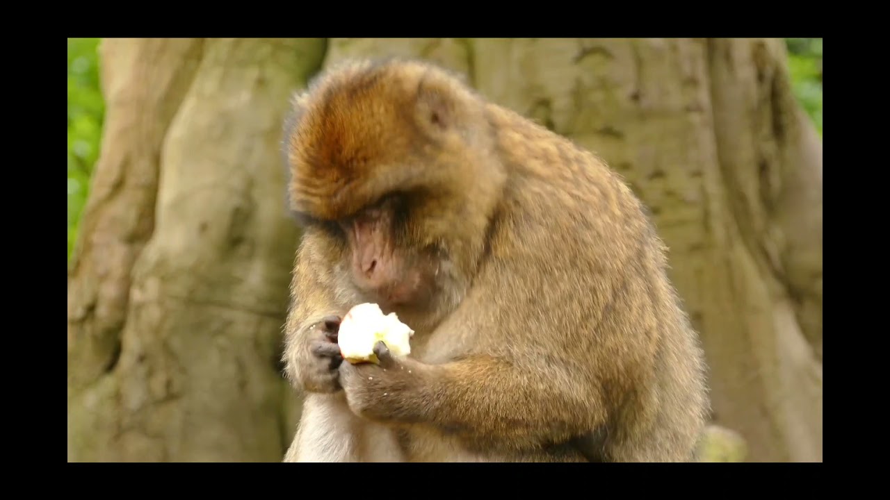 Meditation music video | Nature at its best | Monkey Activities | Drone shots | Peaceful Nature