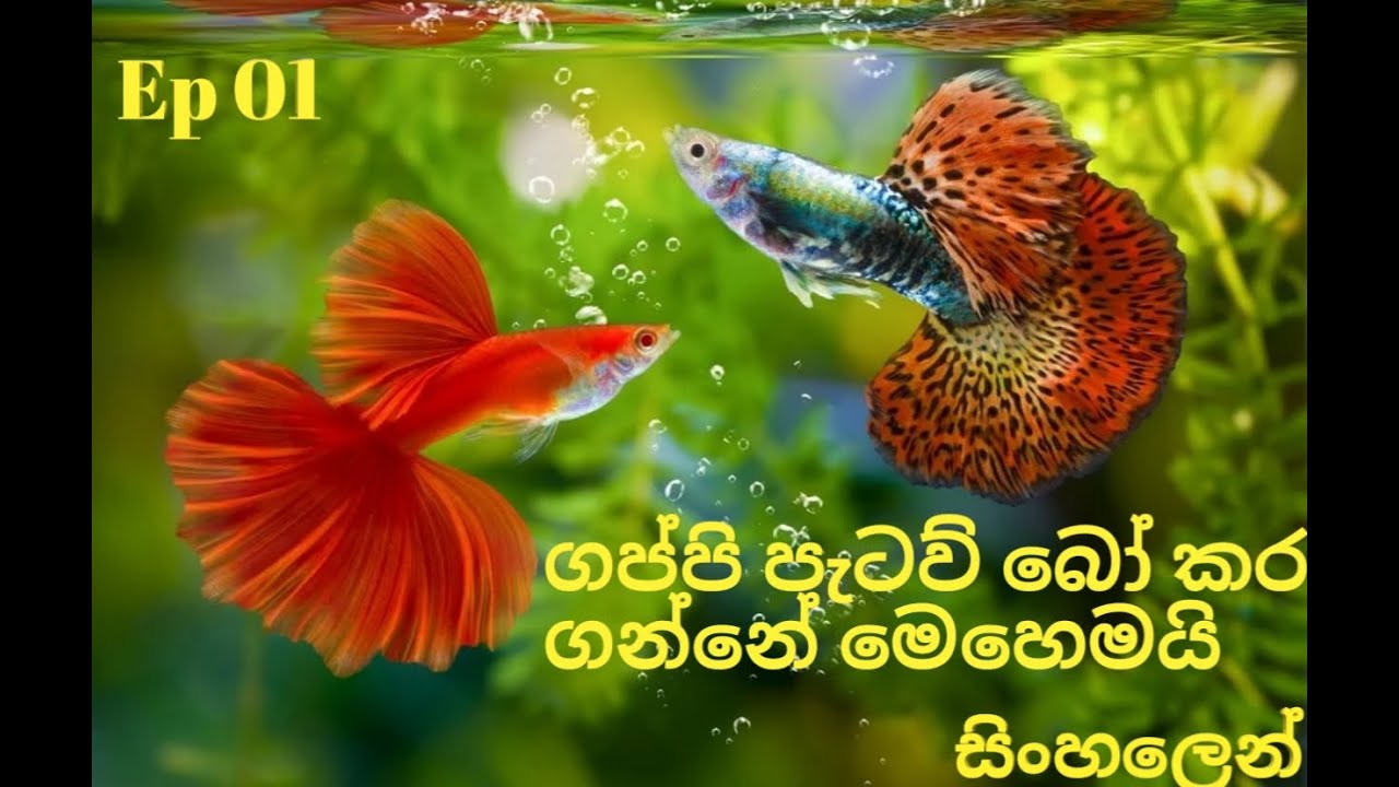 Gappi  Breeding (sinhala) Ep 01/Gappi fish breeding Ep 01