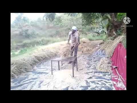भात झोडणी व काढणी करताना, गाव लय भारी आम्ही शेतकरी, "YOUTUBE CHAINAL"  चैनल सब्स्काईब करा