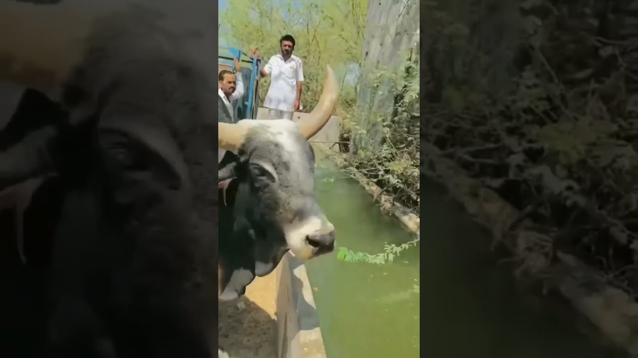Animal's in summer plz help them