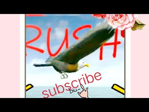?????RACING GAME||PLAING BIRDS SIMULATOR 3D :BIRD LIFE IN BIRD RUSH GAME IN PLAY STORE FREE DOWNLOAD