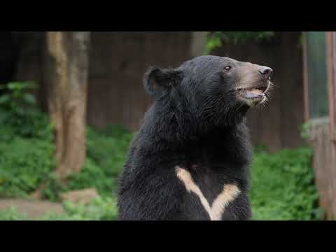 Life  Of Bear In Jungle