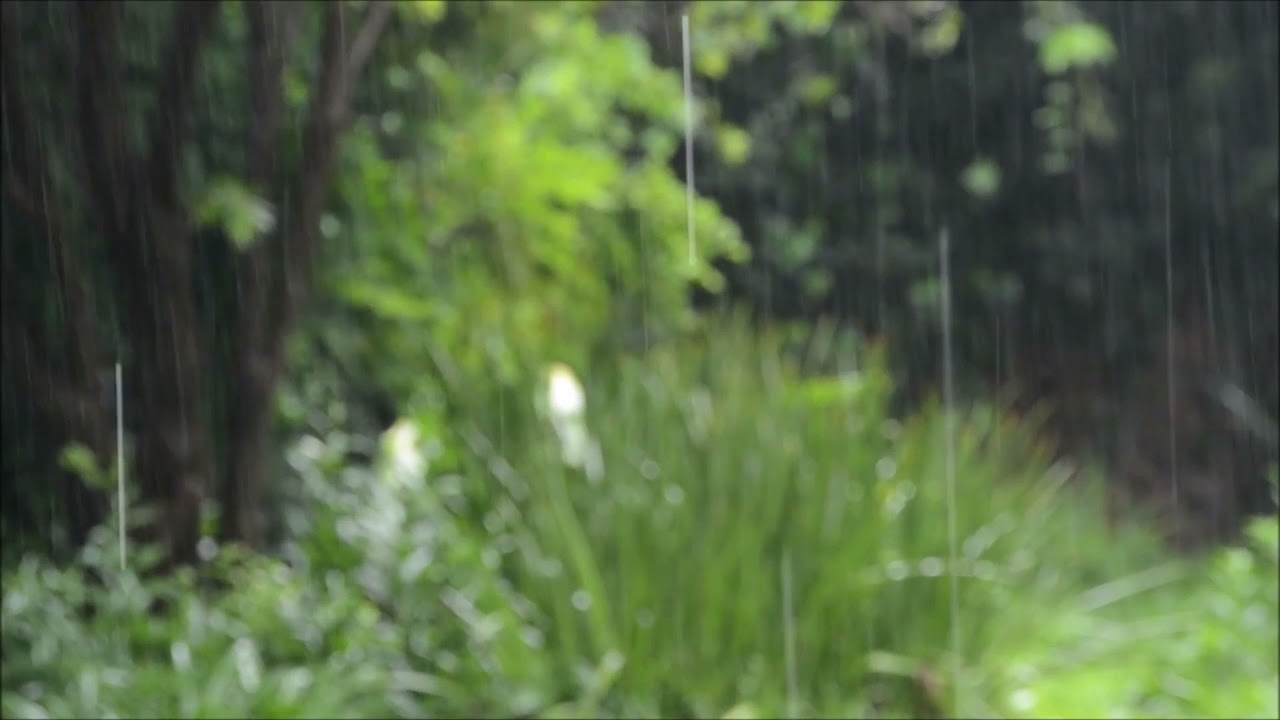 Rain Sounds to Sleep, Study, Relax, Reduce Stress ~ Relaxing music to focus, meditate.