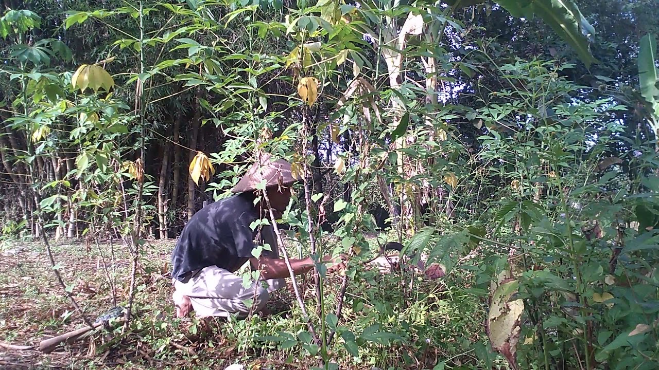 IKAN UDANG MENGERIPUT PERGI KELADANG MBABAT RUMPUT