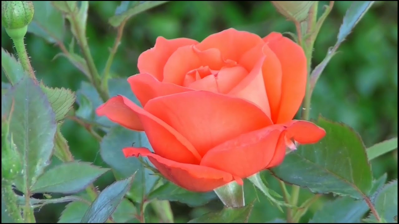 Meditation music ? video] Relaxing brain ? fresher