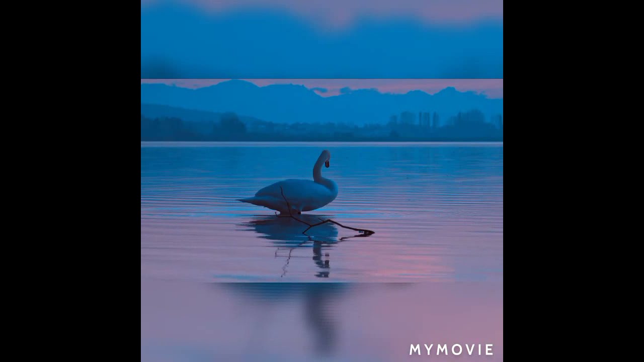 Beautiful song and romantic place and beautiful animal beautiful relaxing song