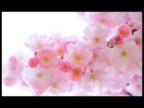Nature song 2020