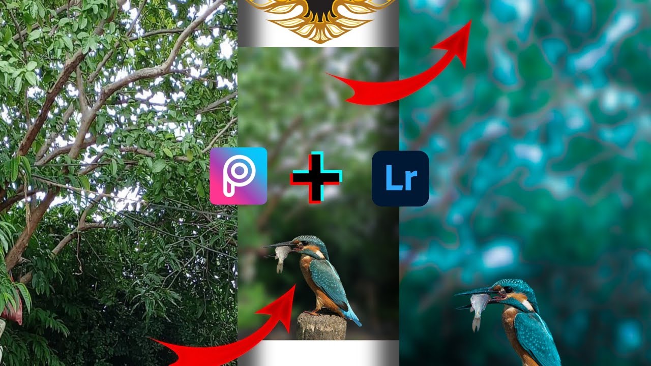 Bird best photo editing with PicsArt and Lightroom ✨❣️