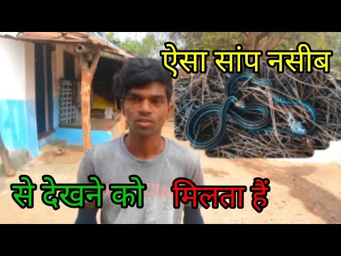 ईसा सांप नसीब से देखने मिलता हैं