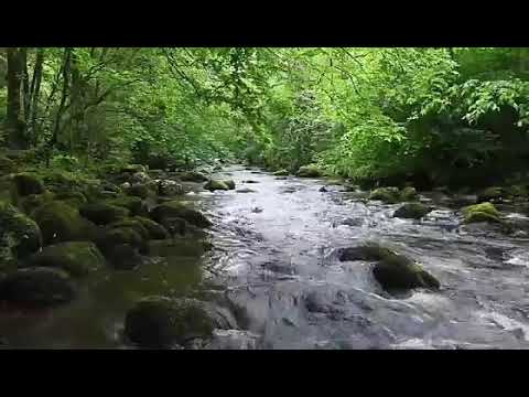 Nature song 2020