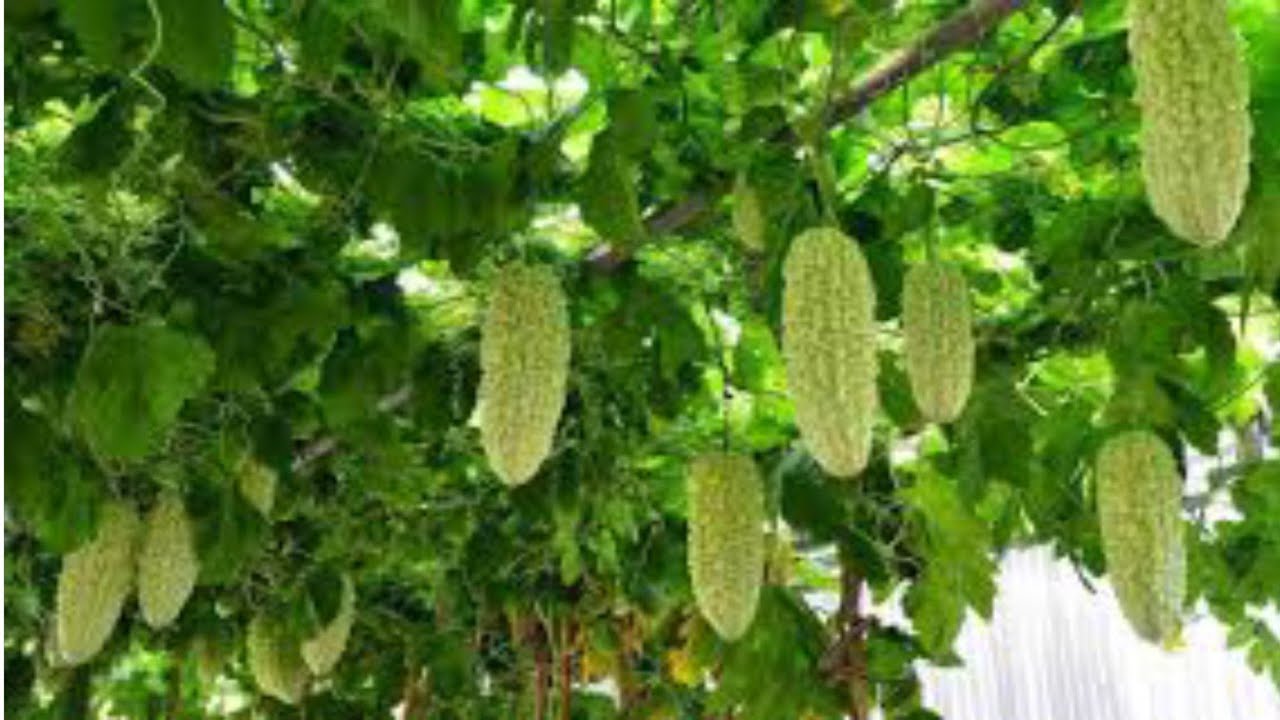 Grow Bitter Gourd / Karela Faster at terrace garden
