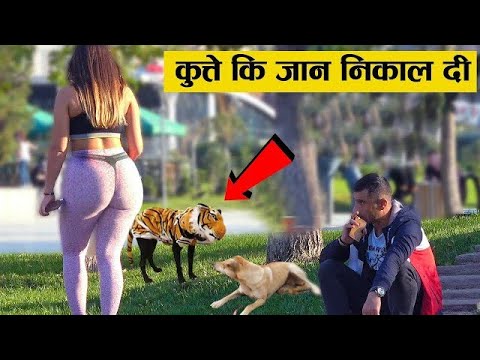 कुत्ते की तो जान ही निकाल दी जानवरों के साथ किए गए 10 सबसे मजेदार Prank Reaction Of Animals