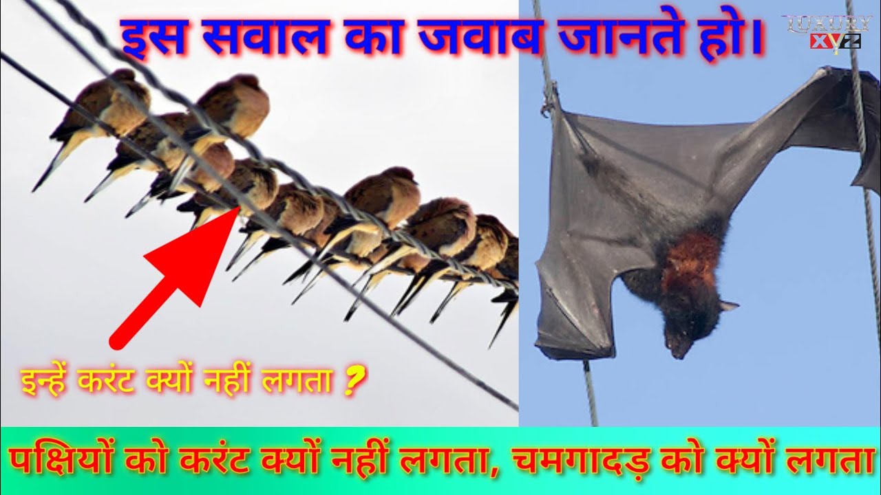 #kya aap jante ho pakshiyon ko current kyon nahin lagta vahi chamgadar ko kyon lagta hai#luxury xyz