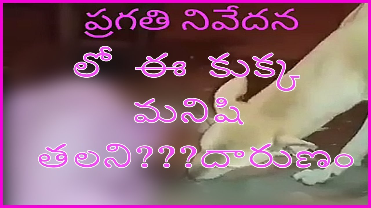 ప్రగతి నివేదన సభ లో గీ  కుక్క మనిషి ని ఎం చేసిందంటే ???????