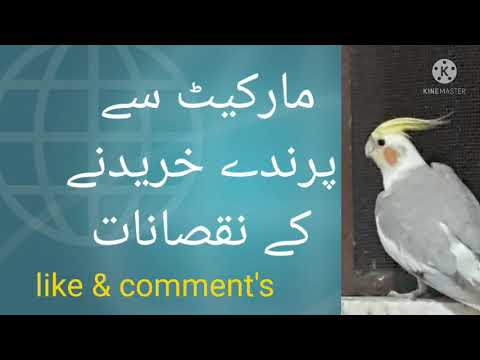 Birds Market se na lee