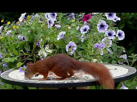 Video of squirrels/nature at it's best/ drone shots.