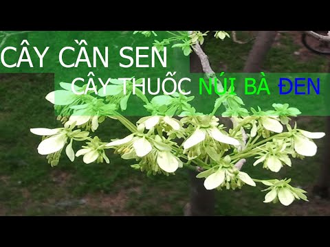 CÂY CẦN SEN cây thuốc Núi Bà Đen