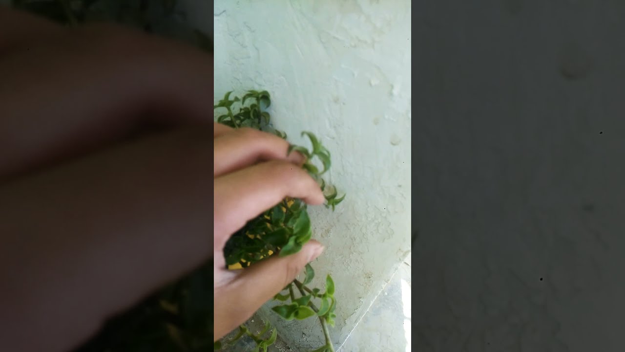 Turtle vine most important information . Turtle vine/information