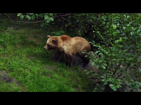 Jungle  Animals