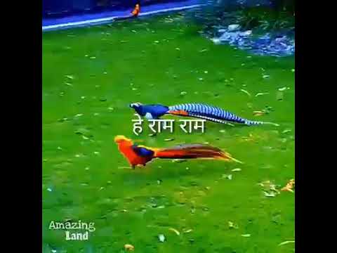amazing Land by india