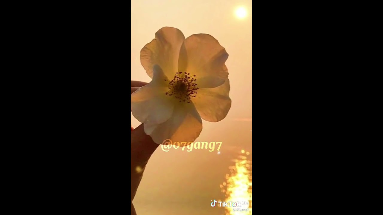 Best Of Tik Tok Videos.