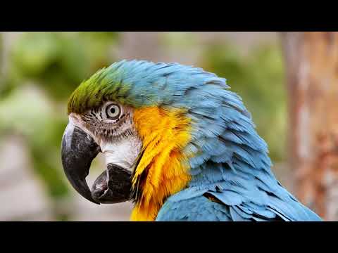Relaxing Music, Stress Relief Music, Meditation Music, Sleep Music