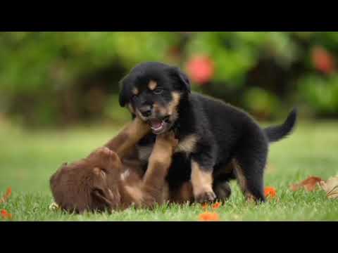 cute puppy??