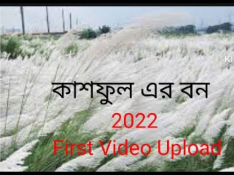 কাশফুলের আগমন