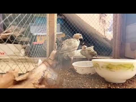 teetar chicks
