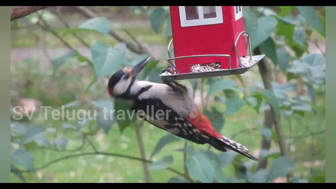 #Beautiful# #Birds#    Beautiful Birds please subscribe my channel and support me Friends