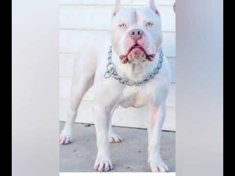 pitbull dog