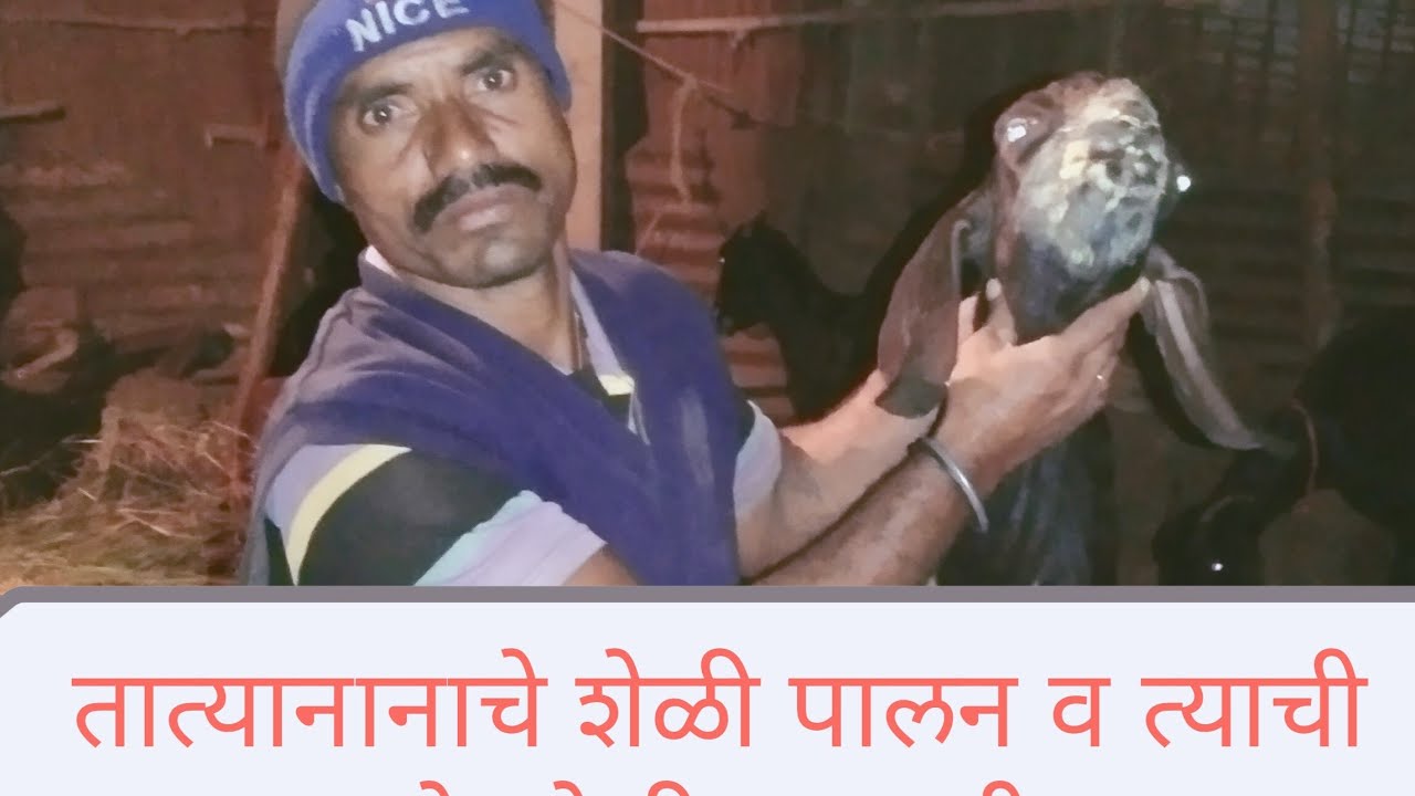तात्यानानाचे शेळी ? पालन व त्याची घेतलेली काळजी#गाव लय भारी आम्ही शेतकरी, चैनल सब्स्काईब करा