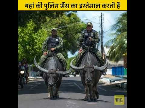 Yha polish bhaish ka istemal karti hai // facts tv ? // amazing fact // #factsciencetv #shorts