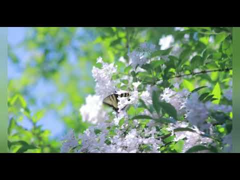 The Most Beautiful Flowers Videos Collection - Icon Tube