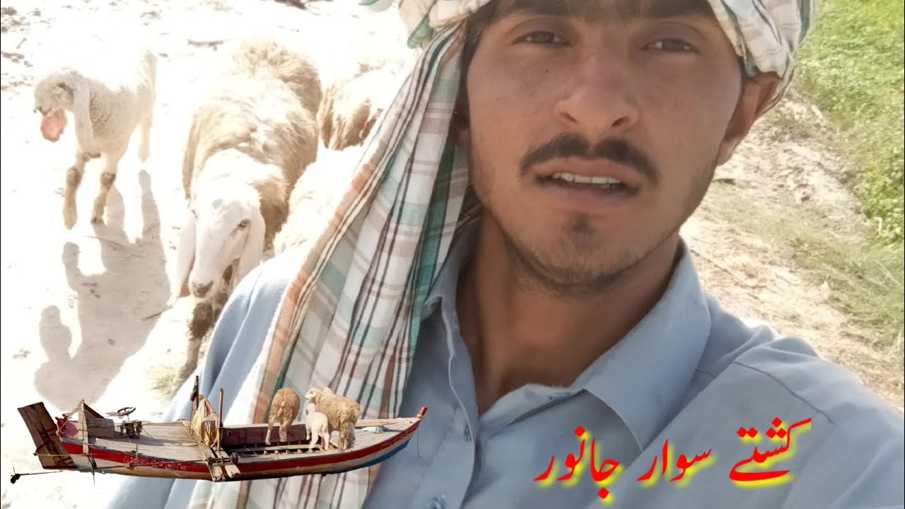 Kashti Sawar animals janwar | cute animals | cute moment of the horses | kids Ary jaan