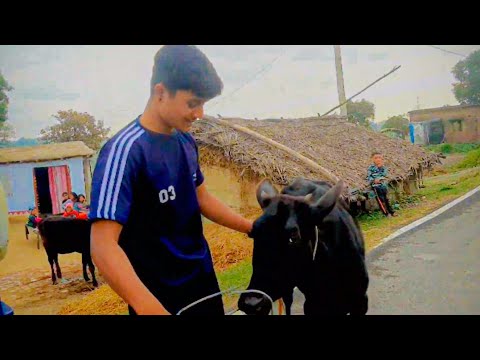 cow ?? Delivery ?