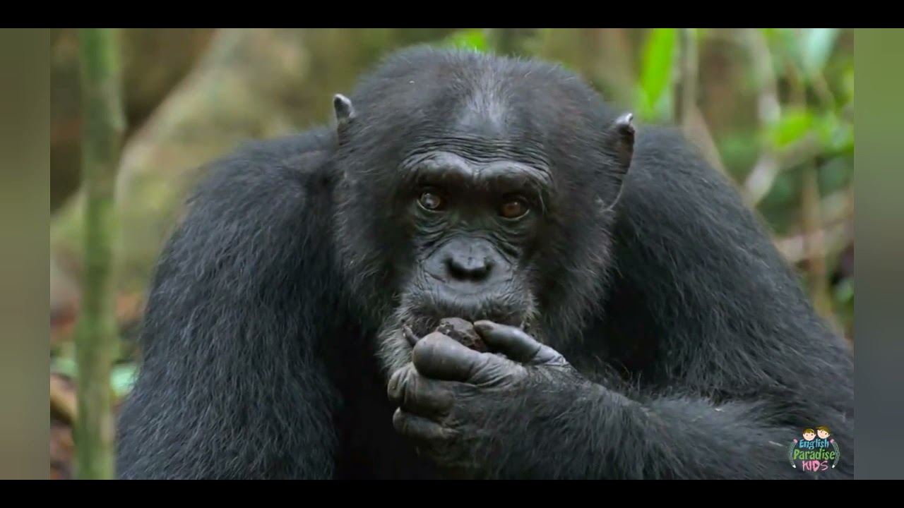 MUNDO ANIMAL 2.0 ANIMAIS SELVAGENS DA AFRICA .