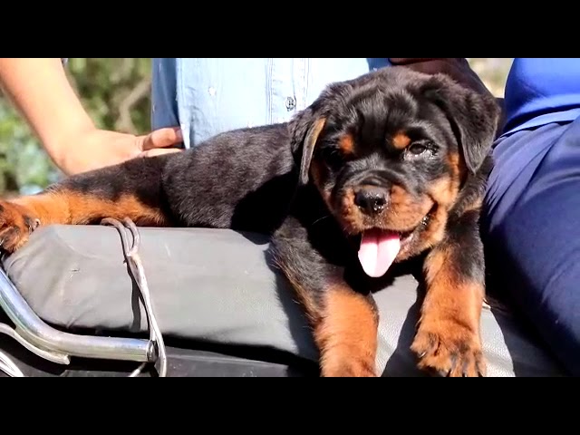 #ROTTWILER #PUPPY#KCI #FCI#SHOW# ROTTWILER PUPPY