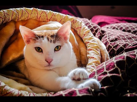 so beautiful and the most dashing cats and dogs